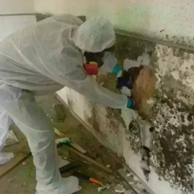 Mold Remediation and Removal in Dunn County, ND